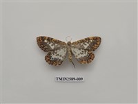 藏品(尺蛾102)的圖片